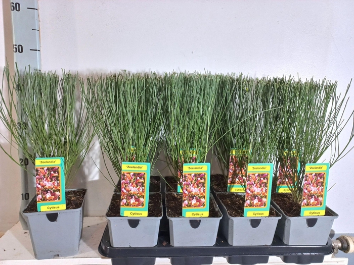 <h4>Cytisus Zeelandia</h4>