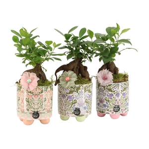 21904: Contradiction arrangement