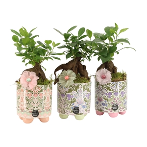 21904: Contradiction arrangement