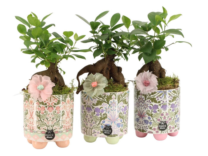 <h4>21904: Contradiction arrangement</h4>