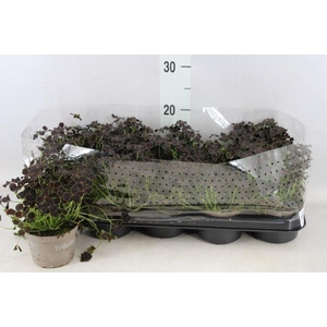 Trifolium repens 'Dark Debbie'