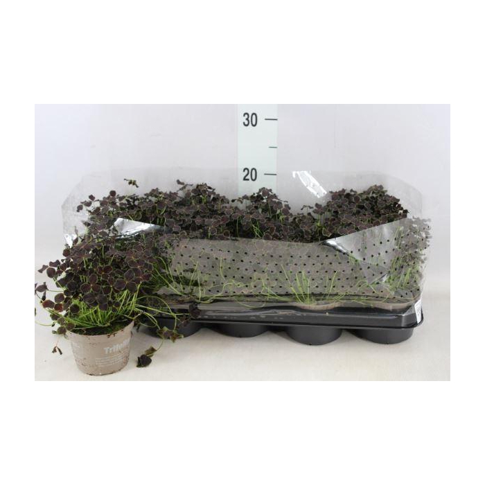 <h4>Trifolium repens 'Dark Debbie'</h4>