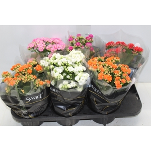 KALANCHOE DOBRADO P15