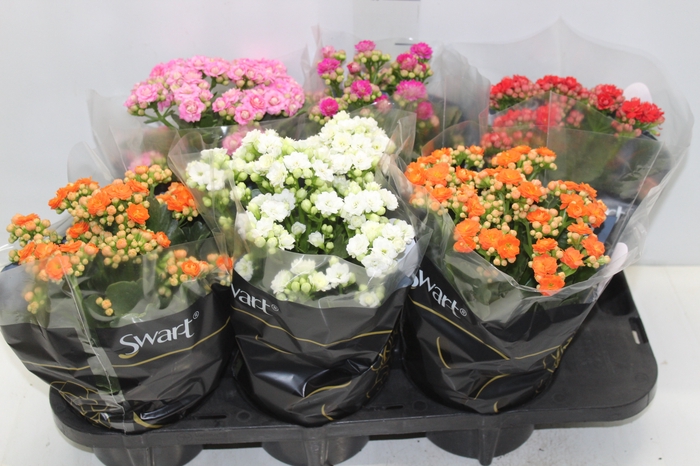 KALANCHOE DOBRADO P15