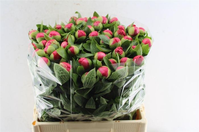 <h4>Paeonia L Flame</h4>