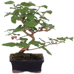 Bonsai Outdoor Deluxe Morus alba ø15cm