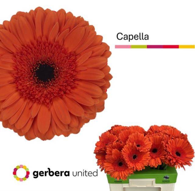 <h4>GE GR CAPELLA</h4>