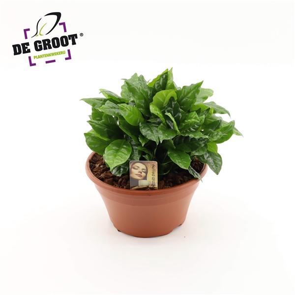 <h4>Coffea arabica</h4>