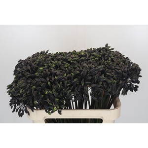 Agapanthus Seed