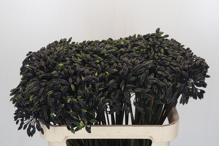 <h4>Agapanthus Seed</h4>