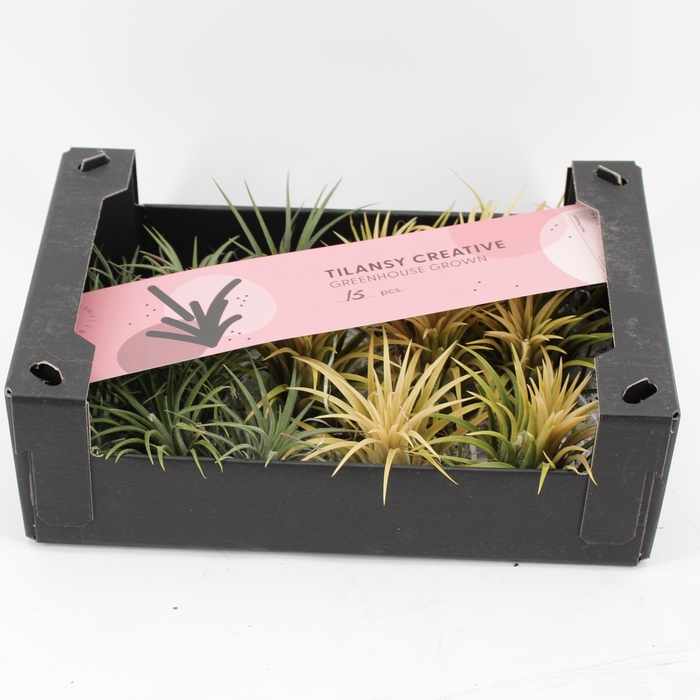 <h4>Tillandsia Ionantha Mix 2 kleuren</h4>