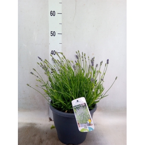 Lavandula angus. 'Hidcote'