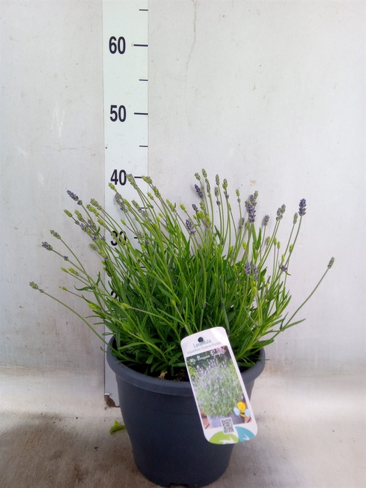 <h4>Lavandula angus. 'Hidcote'</h4>