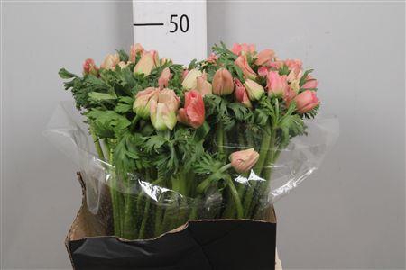 <h4>Anem Co Mar Pink</h4>