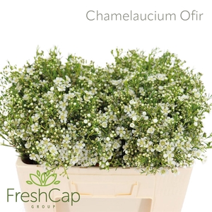 Chamelaucium Ofir