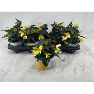 Begonia beauvilia lemon