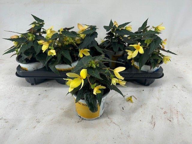 <h4>Begonia beauvilia lemon</h4>