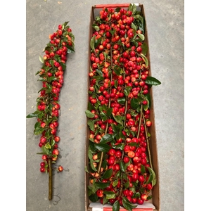 MALUS TAK RED SENTINAL 80CM