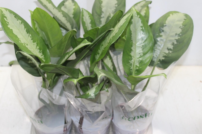 <h4>AGLAONEMA PATAYA P12</h4>