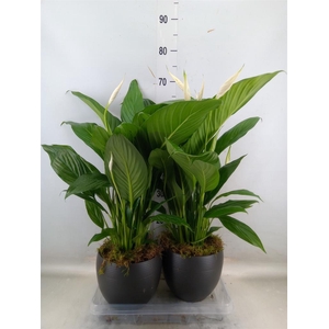 Spathiphyllum  'Bingo Cupido'