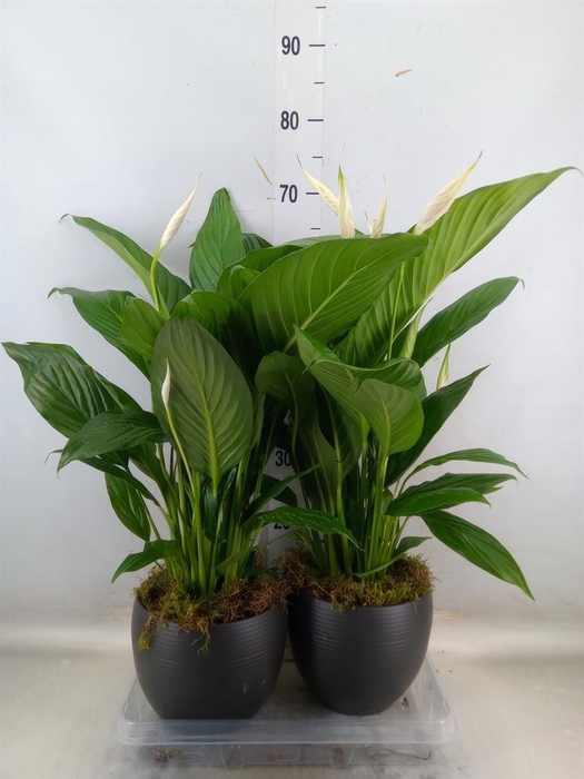 <h4>Spathiphyllum 'Bingo Cupido'</h4>