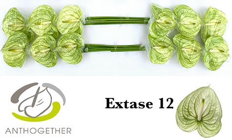 <h4>Anth. andr. Extase x12</h4>