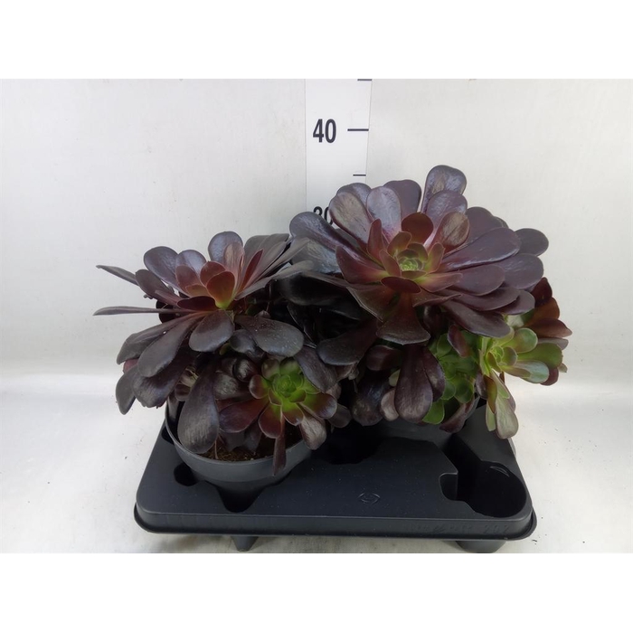 <h4>Aeonium arboreum 'Velours'</h4>
