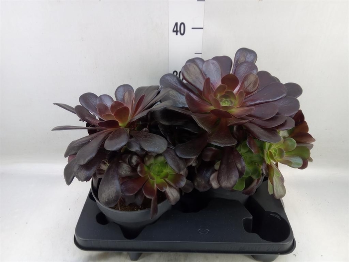 Aeonium arboreum 'Velours'