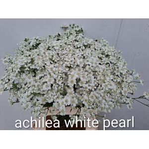 ACHIL P THE PEARL
