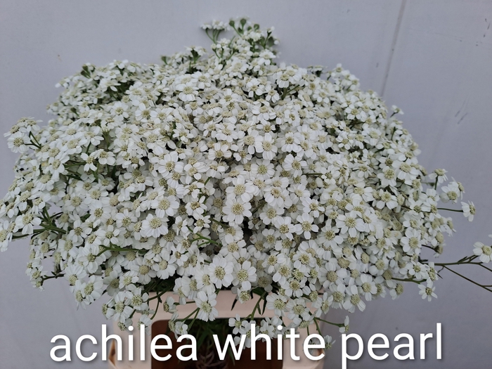 <h4>ACHIL P THE PEARL</h4>