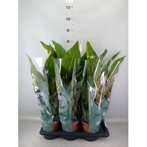 Spathiphyllum  'Bingo Cupido'