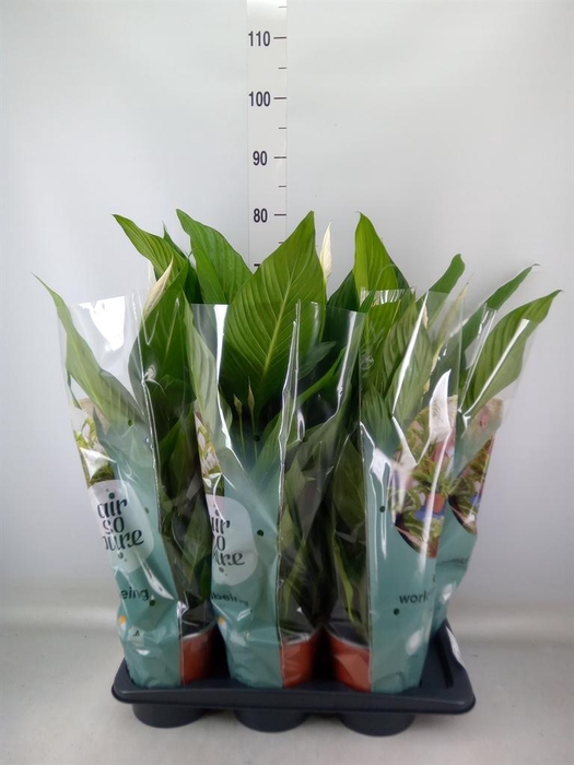 <h4>Spathiphyllum  'Bingo Cupido'</h4>