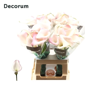 Zantedeschia sweet art