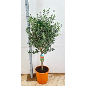 OLEA EUROPAEA
