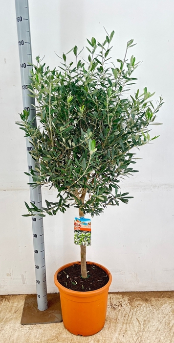 <h4>OLEA EUROPAEA</h4>