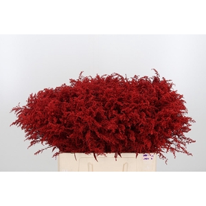 Solidago Kl Bh Rood