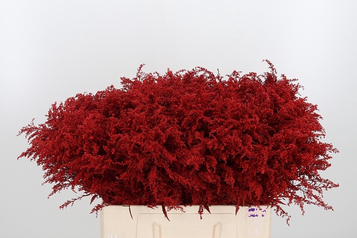 <h4>Solidago Kl Bh Rood</h4>