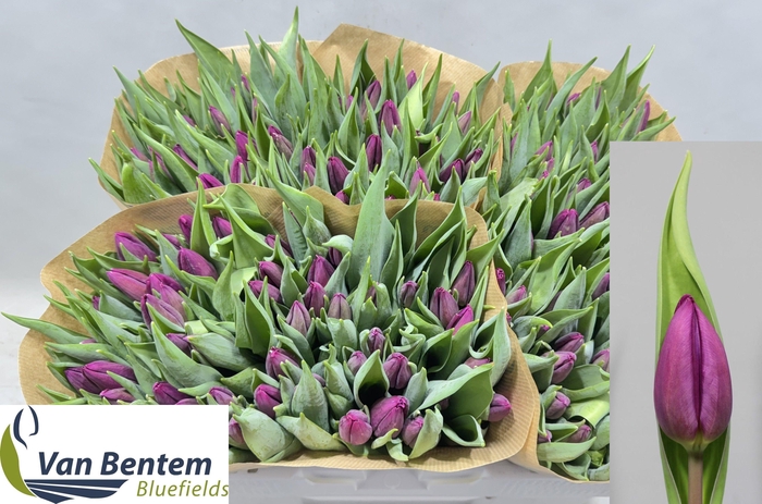 <h4>TU EN PURPLE PRINCE</h4>