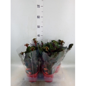 Calathea crocata 'Maravida'