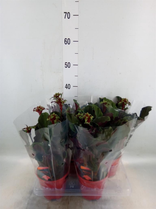 <h4>Calathea crocata 'Maravida'</h4>