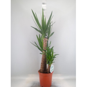 Yucca   ...