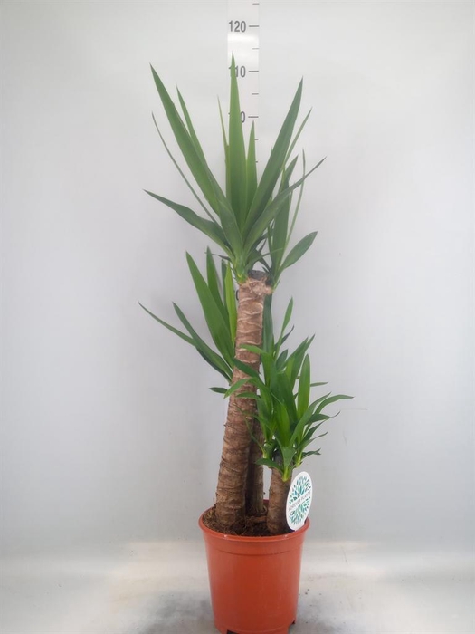 <h4>Yucca ...</h4>
