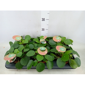 Pilea peperomoides