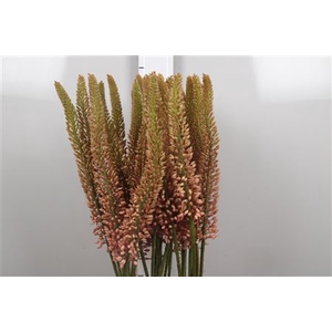 Eremurus  'Oase'