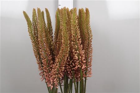 <h4>Eremurus  'Oase'</h4>