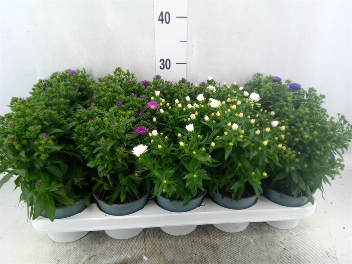 <h4>Aster N-B 'Starletta' ..mix</h4>