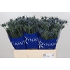 Eryngium Blue Dynamite