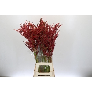 Bromelia Red Paloma