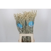Amaranthus Yearming Desert