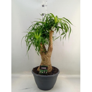 Beaucarnea recurvata